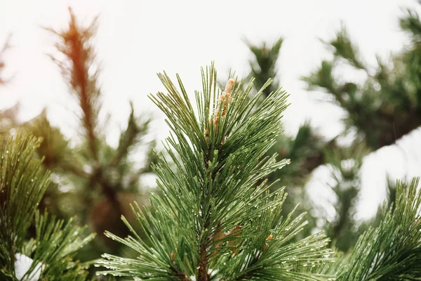 Pine κλαδιά καλυμμένα με χιόνι σε κρύες χειμερινές καιρικές συνθήκες. Χριστουγεννιάτικο φόντο με έλατα και θολή φόντο του χειμώνα — Φωτογραφία Αρχείου