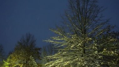 Beyaz kar soğuk kışın ağaçlar ve dalları kapsar