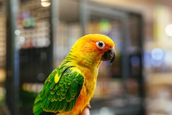 Closeup Krásný Papoušek Papoušek Škrábání Jeho Zobák Drápy — Stock fotografie