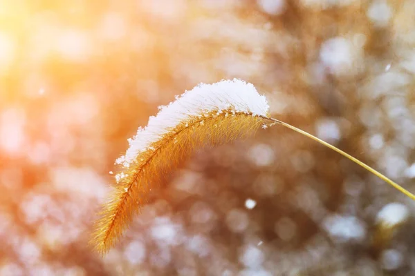 都市の風景に雪を被った背の高い草の茂み — ストック写真