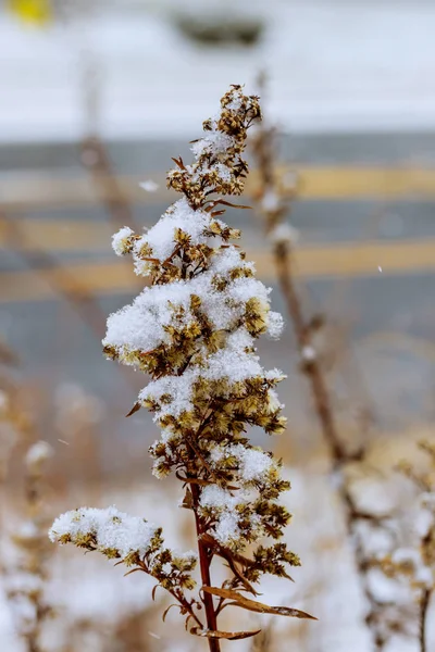 乾いた草の枝が雪で覆われています。草は雪で覆われています。. — ストック写真