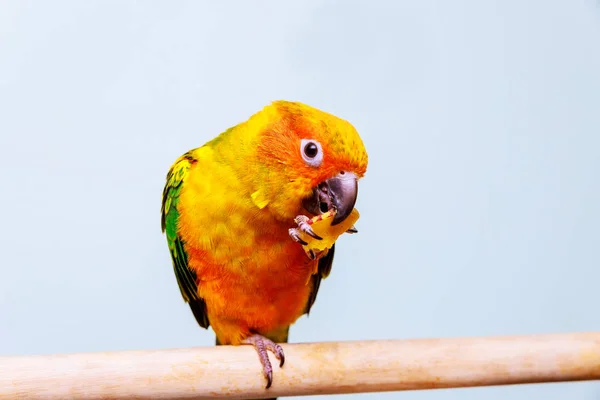Jíst Malé Barevné Papoušek Zatímco Semeno Papoušky Conure Funny Slunce — Stock fotografie
