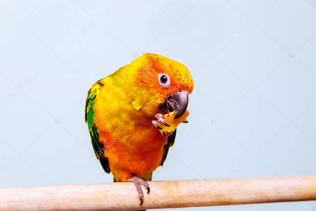 A little colorful parrot looking at while eating seed Funny sun conure parrots are eating