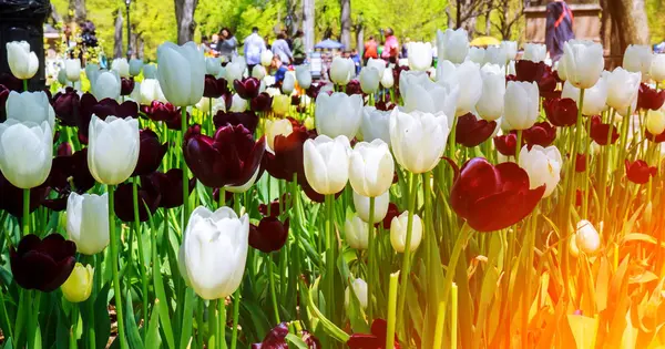 Vackra Våren Tulpaner Blomma Säng Närbild — Stockfoto