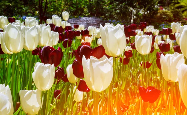 Trädgård Med Färgglada Blommor Tulpaner Den Gröna Parken — Stockfoto