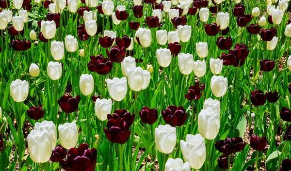 Vackra Blommande Färgglada Tulip Blomma Tapet Parken Trädgård Tulpaner Blommor — Stockfoto