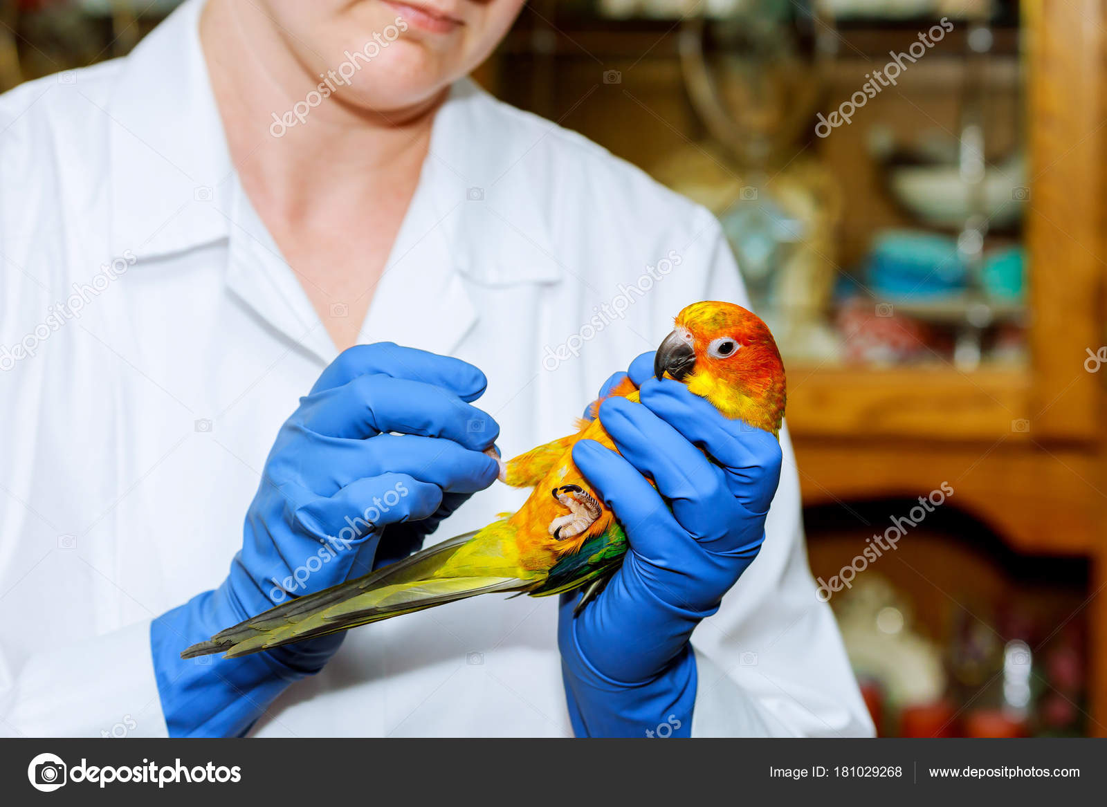 Veterinarian Doctor Making Check Parrot Veterinary Concept Veterinarian