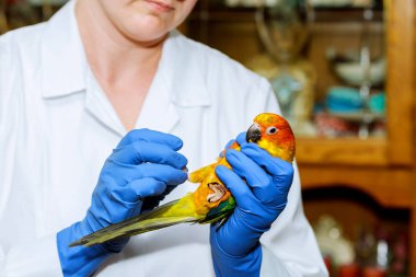 Veteriner Doktor bir onay bir papağan uyduruyor. Veteriner kavramı. papağan hayvan hastalıklarıyla ilgili denetler