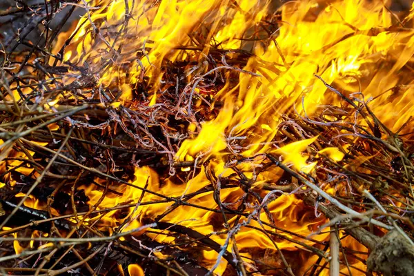 Langues Feu Ouvert Dans Forêt Printemps Herbe Brûle Feu Herbe — Photo