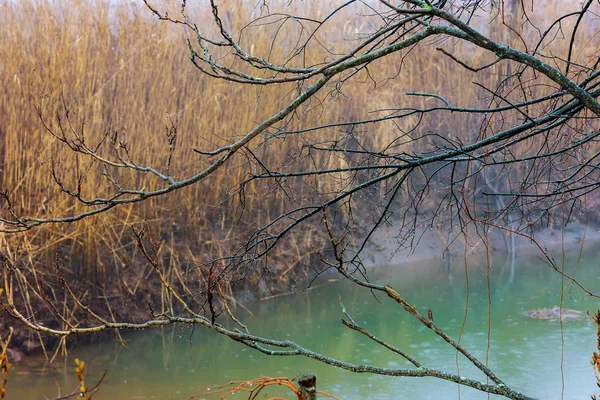 Niebla Otoño Niebla Día Lluvioso Paisaje Con Viejo Árbol Río — Foto de Stock