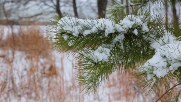 Pine kerst winter boomtak in sneeuw — Stockvideo