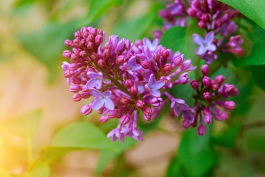 Bir leylak görüntüsünü. Mor bahar mor çiçekler, yumuşak çiçek arka plan bahar eflatun mor çiçekler