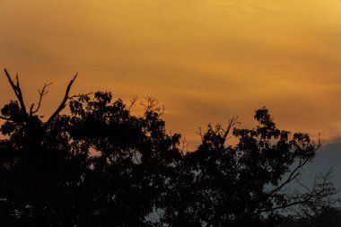 Güneşin bir çam ağacı, bir iğne yapraklı ağaç yükselir. Ağaçlar, siluetleri güzel günbatımı gökyüzü fonunda çimen