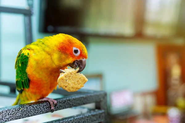 Slunce conure papoušek jí soubory cookie — Stock fotografie