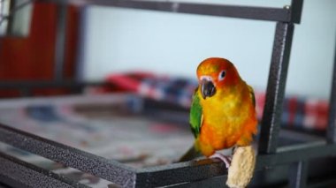 güzel renkli güneş conure vahşi papağan çerez yemek