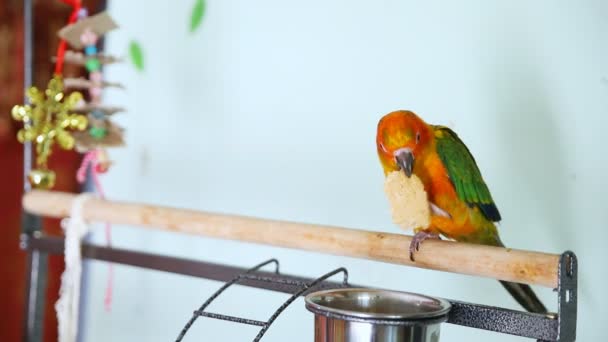 Μεγάλο αστείο κόκκινο ήλιο παπαγάλος conure τρώει μπισκότα — Αρχείο Βίντεο