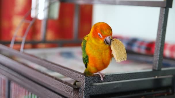 Sun conure παπαγάλος τρώει μπισκότα — Αρχείο Βίντεο