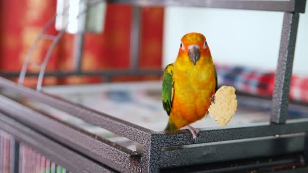 Big funny red sun conure parrot eating cookies — Stock Video