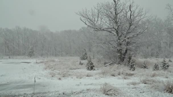 Nieve pesada cayendo en un bosque en invierno — Vídeos de Stock