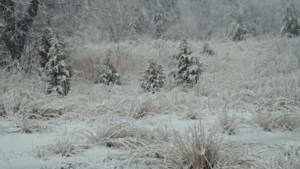 Wunderschöne Winterlandschaft mit schneebedecktem Baum. Starker Schneefall im Winter — Stockvideo