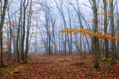 sabah güneşi sabah sis sisli sonbahar ormandan geliyor
