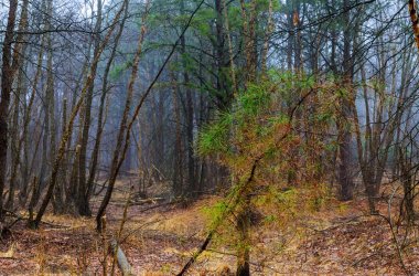 Mistik orman sis sis siyah ağaçlar ve sis bir orman yolu ile ormanda peyzaj