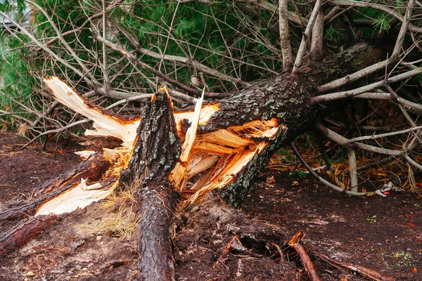 Hurricane Flood Wind Damage Tornado Storm Felled Trees Flooding — Stock Photo, Image