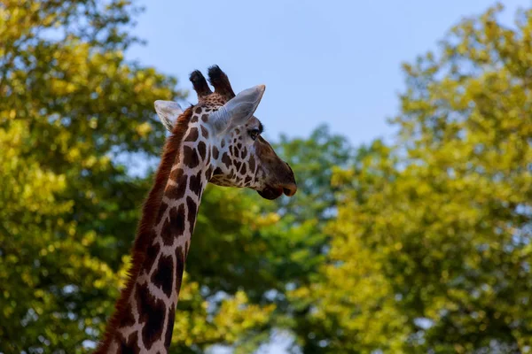 Gros plan d'une girafe devant des arbres verts, comme pour dire — Photo