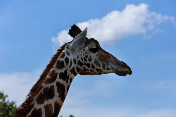 Retrato de una curiosa jirafa Jirafa sobre el cielo azul con nubes blancas en vida silvestre — Foto de Stock