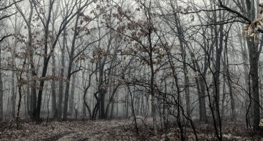 Sisli sonbahar orman canlı yeşillik ormanda sabah BW siyah ve beyaz