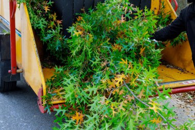 Kavak öğütme makinesi çip olacak