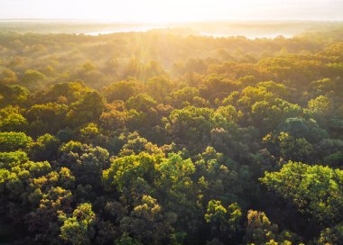Fog covering autumn forest with trees already turning color.