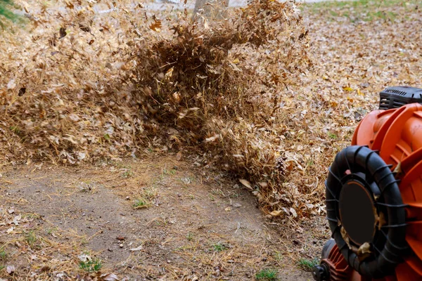 Cleaning of the territory from leaves in autumn with brooms,