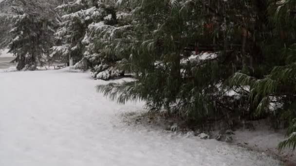 冬天的森林雪覆盖了道路上的树木. — 图库视频影像