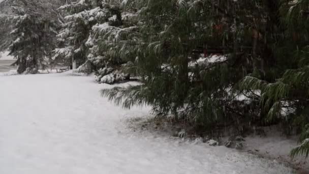 Winter forest snow covered road trees in snow. — ストック動画