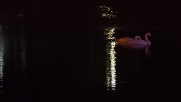 Nacht-Flussschwäne schwimmen — Stockvideo