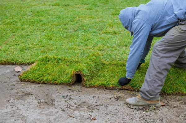 Gardener installing natural grass turf professional installer beautiful lawn field. — Stock Photo, Image