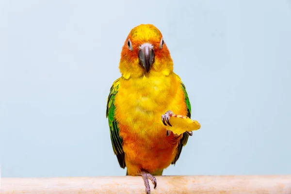 Papoušek má světle žluté barvy a sedí — Stock fotografie