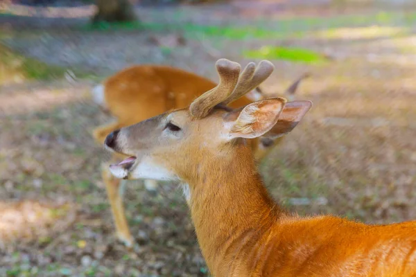 Brown deer eating on blurred forest background. — Stok fotoğraf