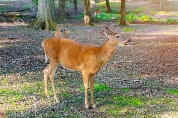 Jovem veado comendo cenoura na floresta verde . — Fotografia de Stock