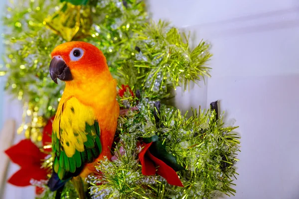 Sun Conure sedí na vánoční ozdobě. — Stock fotografie