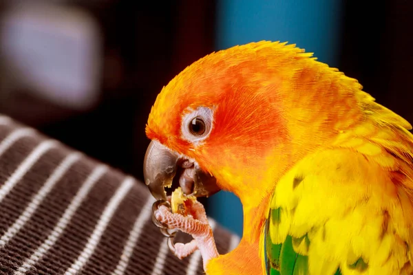 Soleil conure perroquet tenant écrou dans son pied et manger . — Photo