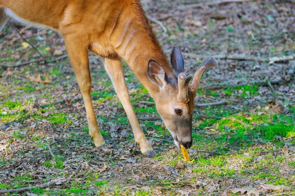 Fawn deerr mangeant de la carotte dans le parc . — Photo