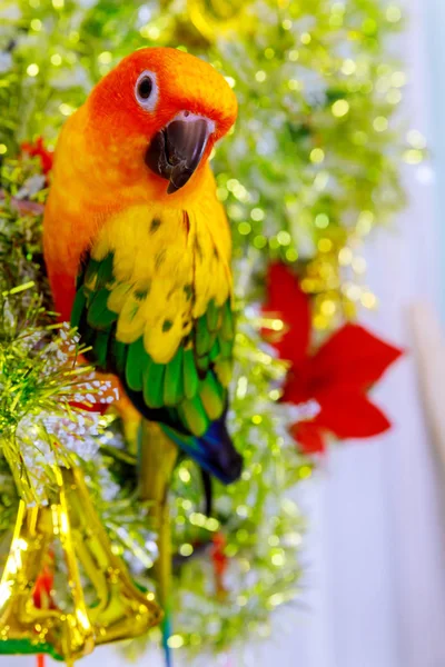 Live bird sun conure sitting on christms tree ornament. — Stock Photo, Image