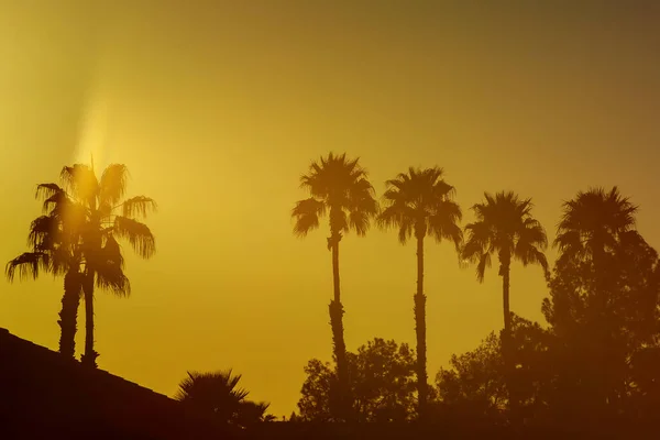 Miami Silhouetted Palms Trees Colorful Sunsets — Stock Photo, Image