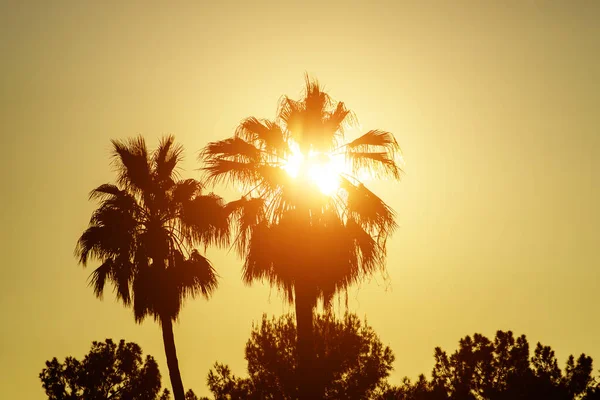 棕榈树剪影在热带日落时间 Usa 夏威夷 — 图库照片