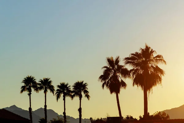 山脉和棕榈树映衬在远处亚利桑那州美丽的日落中 — 图库照片