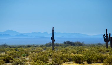 Sonora Çölü 'nün siluet manzarası, Arizona arka planda Saguaro kaktüsü ve alacakaranlık gökyüzü parlıyor..