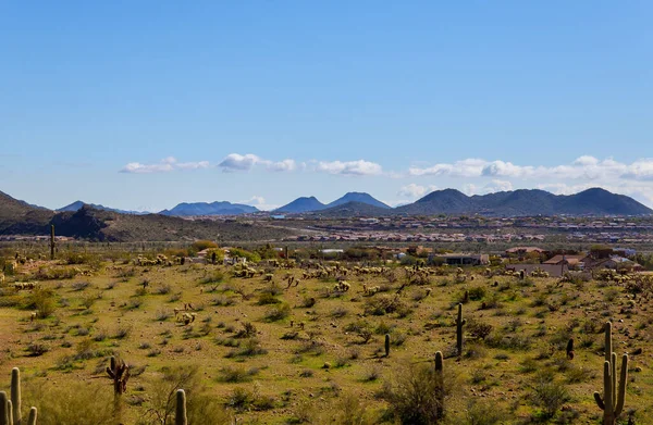 Paisaje Del Cactus Del Desierto Montañas Ciudad Panorama Phoenix Arizona —  Fotos de Stock