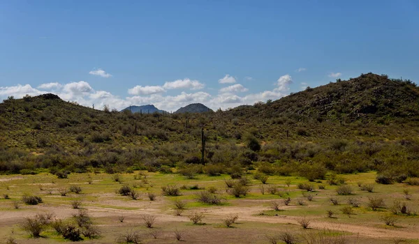 Parque Del Cactus Saguaro Del Desierto Paisaje Superstición Montaña Arizona —  Fotos de Stock